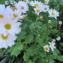 이화농장3 이미지