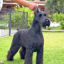 자이언트목장 이미지