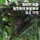 반딧불마트 | 보홀 육상투어 가격 코스 반딧불 안경원숭이 포함