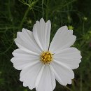 오가면014 이미지