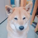 (주)노랑댕댕이 이미지