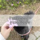 은빛초등학교 | 탄이의 은빛 초등학교 인근 산책로 산책 일기