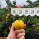 도제랑인제주