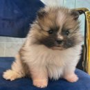 도그마루 고양이강아지 청주점 | 도그마루 강아지고양이 청주점에서의 청주강아지분양 경험