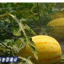 김병관농장 네이버블로그