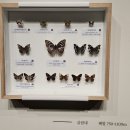 금산면지 발간 기념 | 여행 342. 제주도 여행[제주박물관, 공항 &amp; 귀가](결과 &amp; 후기)