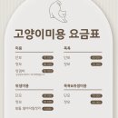 오묘 고양이카페호텔미용 이미지