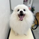 하늘케어 | 성남 태평동 신흥동 수진동 애견미용_소미살롱 스피치미용