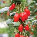 구기자의 효능 이미지