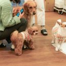 ㈜대웅펫 이미지