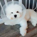 애견식단 이미지