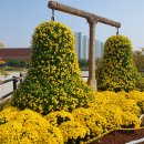 인천드림파크 국화축제 야생화단지 산책 이미지