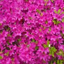 한전농장 이미지