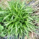 황골농장 이미지