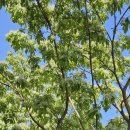 송이표구사 이미지