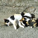 피스테라 이미지