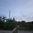 글램코티지 이미지