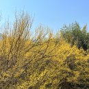 구례군청 | 구례 산수유축제 일정 및 볼거리 꿀팁 솔직후기(산수유고장북카페)