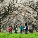 매화 태양광발전소 이미지