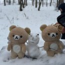 삿포로 비에이 후라노 당일치기 버스투어 후기 | 자작나무 설경 탁신관 + 닝구르테라스 겨울 코스