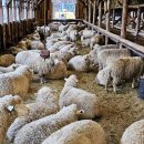 삼성목장 이미지