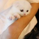 도라에몽 캐터리 이미지