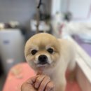 넘버원 펫살롱 이미지