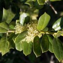 호랑호랑 이미지