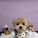 오늘도 이쁘개 이미지