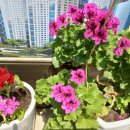 도일시장3 이미지