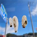 중앙자동차정비㈜ | 청주 자동차 용품점 카랜드 앤 카페알지 방문 후기