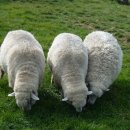 나실목장 이미지