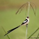 Pin-tailed Whydah 천인조 기르기 이미지