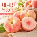 살구나무주식회사