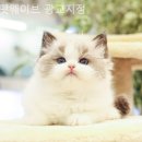 펫웨이브