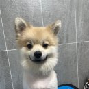 어스독 이미지
