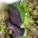 자연속에 고기세상 이미지