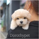 도로시 펫 이미지