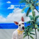 멍뭉이발소 이미지