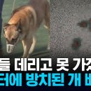 "덩치 큰 개 같은데..." 아파트 놀이터서 '반려견 배설물' 이미지