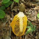 무등산버섯 이미지