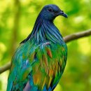 Nicobar pigeon 이미지