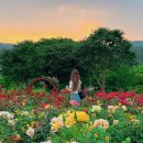 장자호수공원 장미원 | 경기도 구리 장자호수공원 장미원 서울 근교 6월 꽃구경 장미 명소 추천 주차