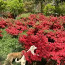 진도개천국 이미지