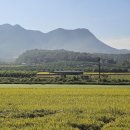 죽산사과농촌체험휴양마을 | 경상도 여행지 추천 의성 농촌크리에이투어 금마늘체험휴양마을 마늘 축제