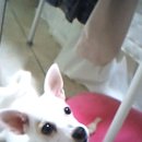 강아지당 이미지