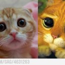 장화신은고양이 이미지