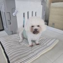 디디애견미용 이미지