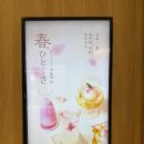 봄키친 | 벚꽃 가득한 봄 한정 메뉴🌸 여의도브런치 유주키친 방문 후기