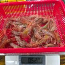 6월9일.활도화.꽃새우,성게알,활오징어회,맛조개,대나발소라,미더덕,특大참멍게 이미지